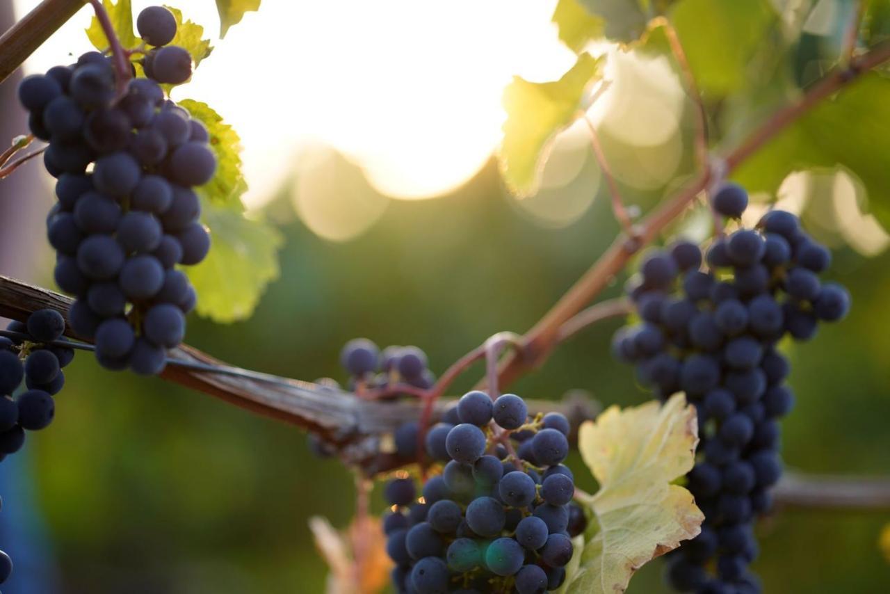 Weingut Martin Blass